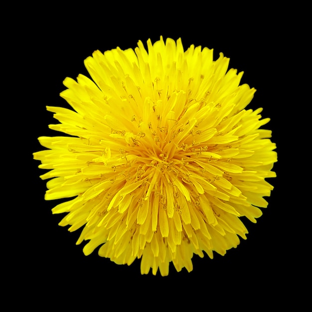 Photo dandelion flower on black