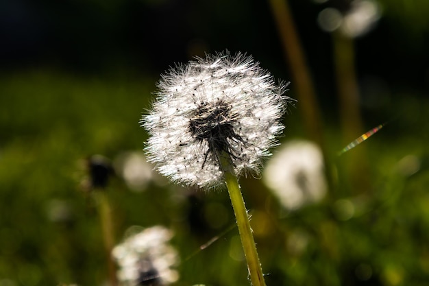 Dandelion flower blossom in backlit