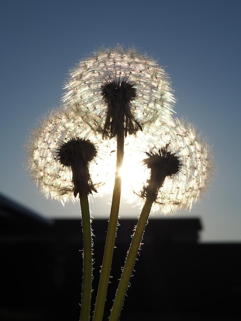 Dandelion flower close-up in backlight against a blue sky. Leningrad region, Russia.