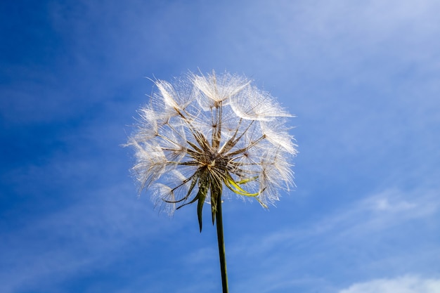 Dandelion flower close up silhouette over a blue sky