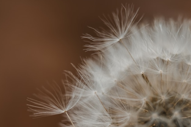 Photo dandelion flower close up. silhouette on dark broun background. copy space for text