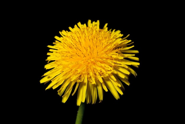 Photo dandelion flower close up