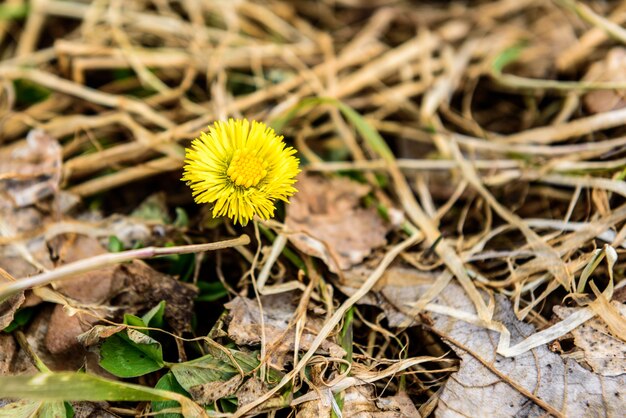 Fiore di tarassaco all'inizio della primavera.