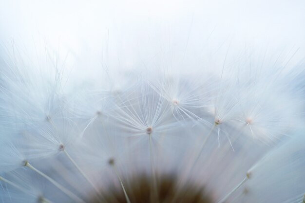 dandelion flower in the garden              