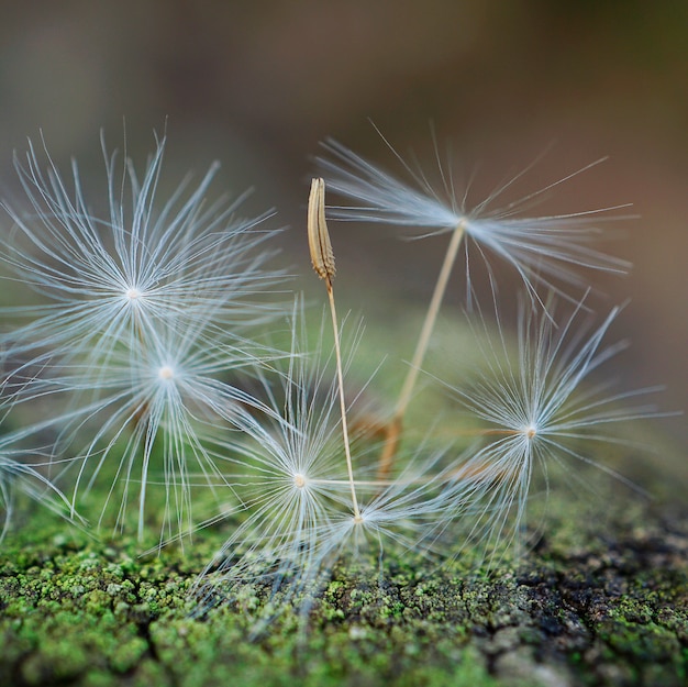 dandelion flower in the garden