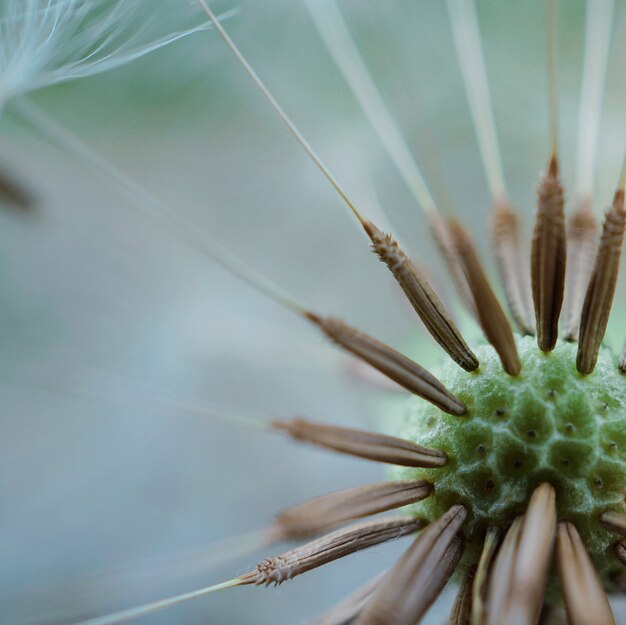 dandelion flower in the garden