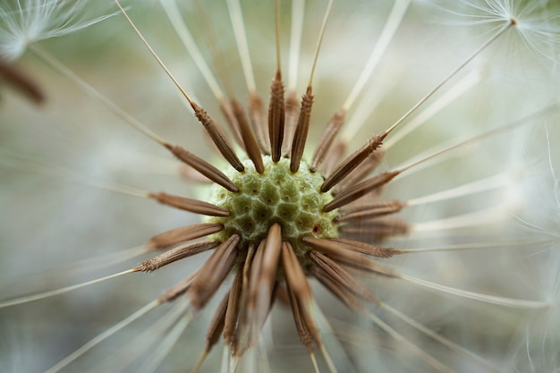 dandelion flower in the garden