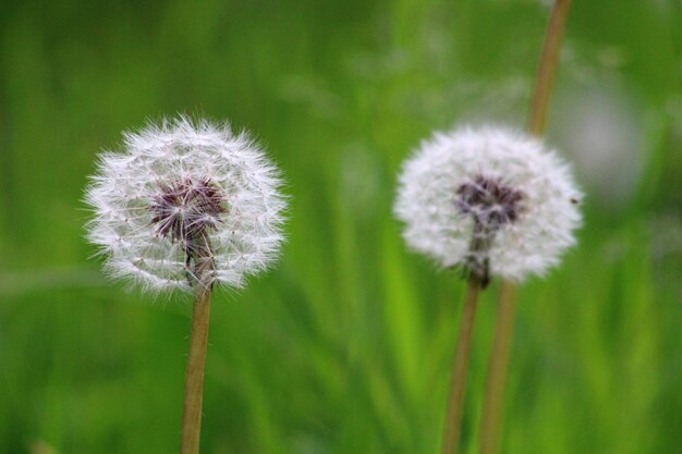 Dandelion flower on green background taraxacum