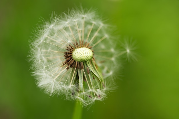 Dandelion flower on green background