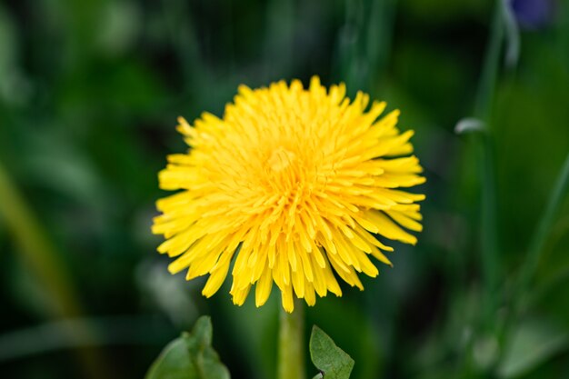 Dandelion flower on green grass background close up.