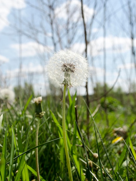 緑の草のタンポポの花