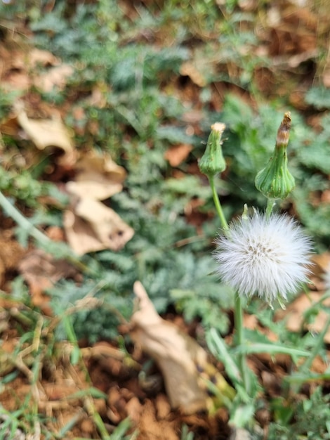 Photo a dandelion flower is seen in a field.