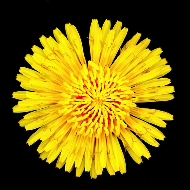 Dandelion flower isolated on pure black background