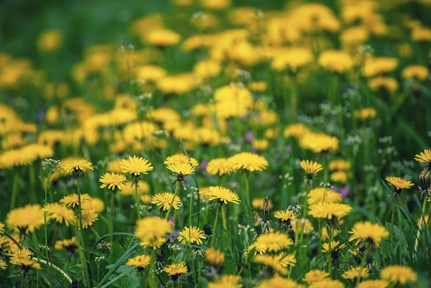 タンポポの花の牧草地