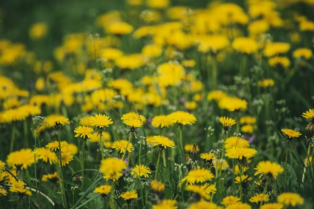 タンポポの花の牧草地