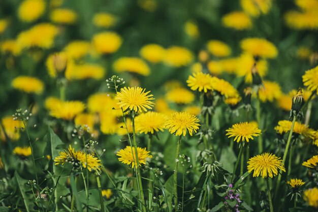 タンポポの花の牧草地