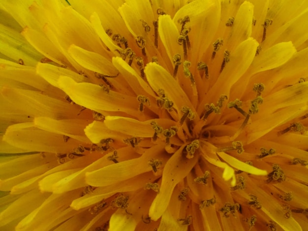 dandelion flower in the meadow