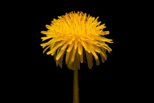 Dandelion Flower open Yellow Flower head of dandelion on black background Spring scene in studio