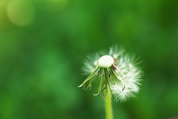 屋外のタンポポの花