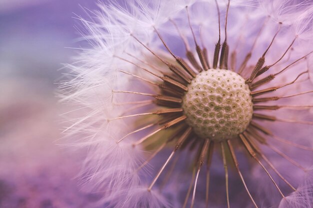 Dandelion flower plant in the garden