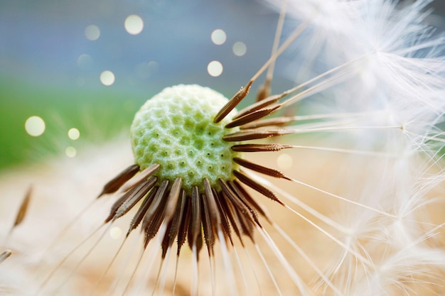 Dandelion flower plant