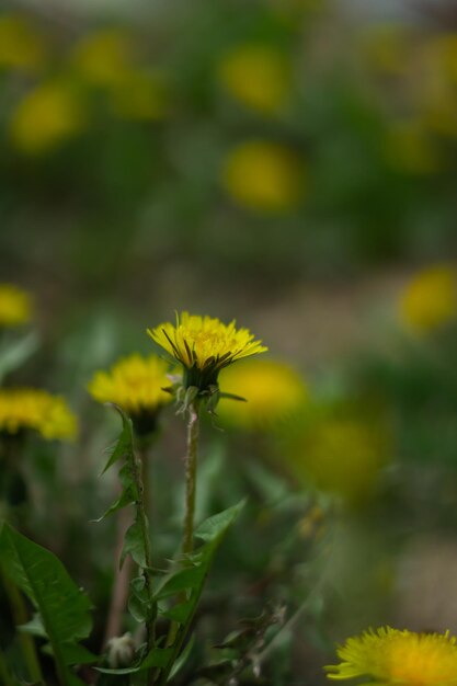 Photo dandelion flower small details well done