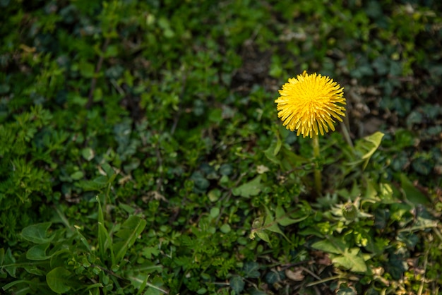 春に緑の草に囲まれたタンポポの花