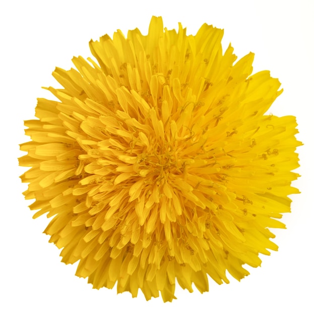 白い背景の上のタンポポの花をクローズアップ