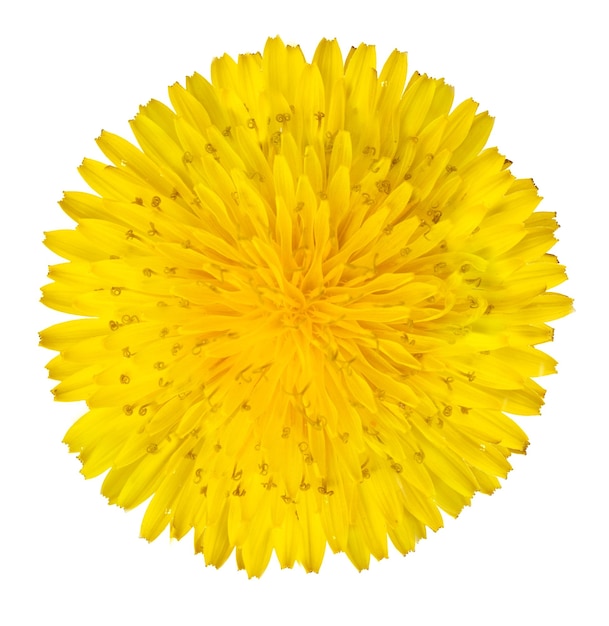 白い背景の上のタンポポの花をクローズアップ
