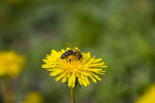 ミツバチの選択的な焦点とタンポポの花
