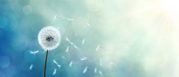 Dandelion flower with flying feathers on bokeh blue gradient background