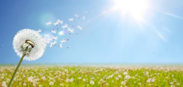 写真 青い空に飛んでいる羽とタンポポの花