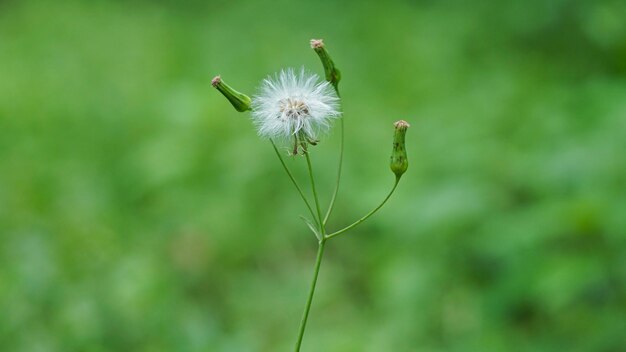 A dandelion flower with a green background