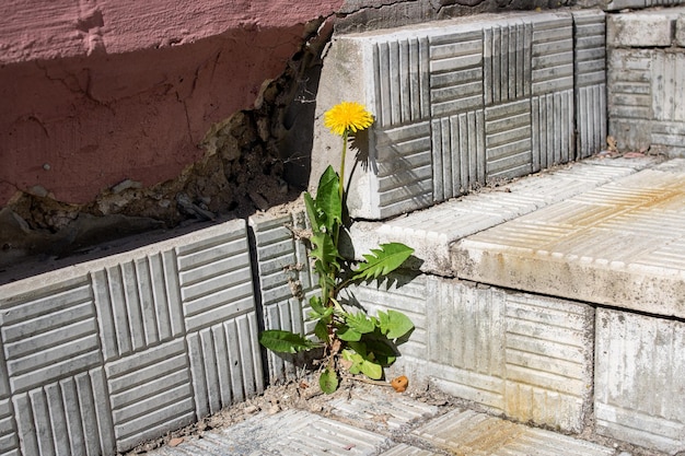 Dandelion flower with green leaves on the stairs