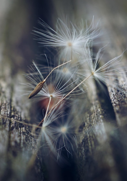 Photo the dandelion flower