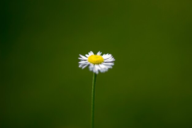 タンポポの花