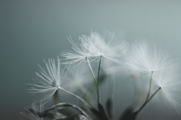 Foto fiore di tarassaco