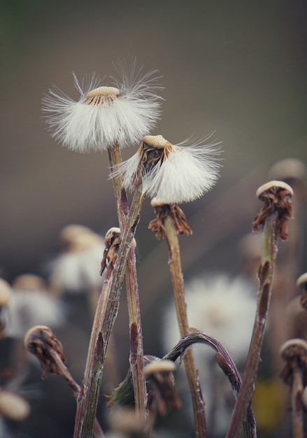 the dandelion flower                