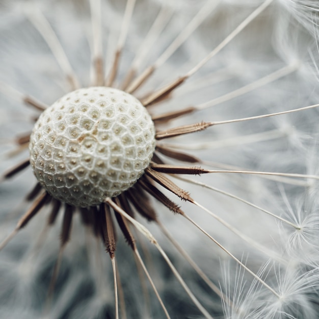 Foto il fiore del dente di leone