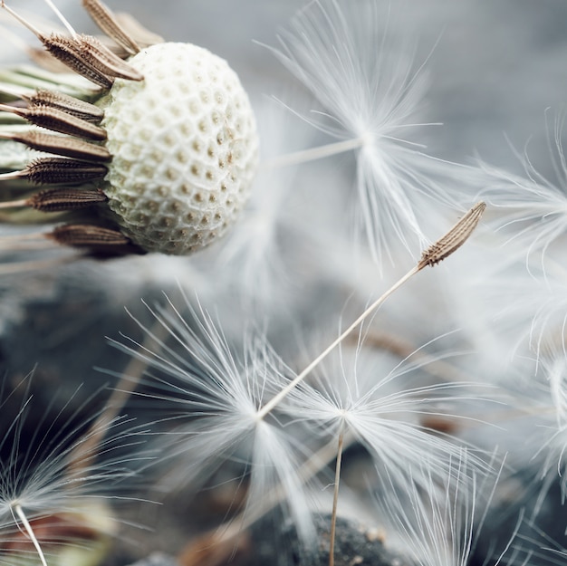 Photo the dandelion flower