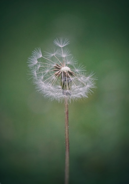 the dandelion flower           