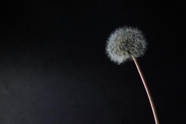 dandelion flower