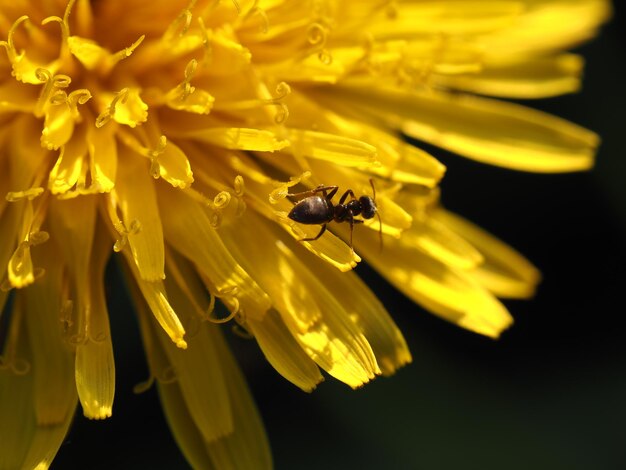 dandelion flower