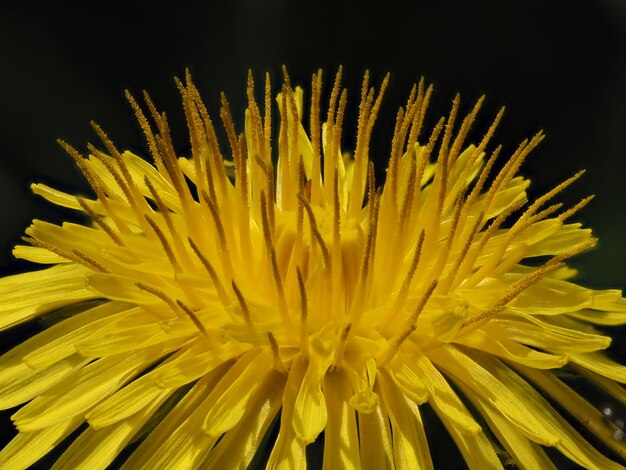 Photo dandelion flower