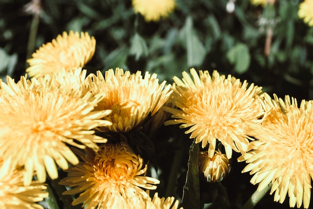 Dandelion flowers isolated on nature background. Dandelion flowers background.