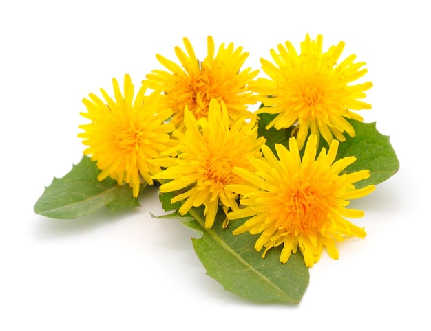 Dandelion Flowers Isolated