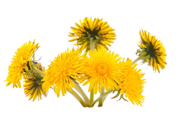 Dandelion Flowers Isolated