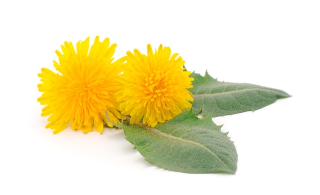 Dandelion Flowers Isolated