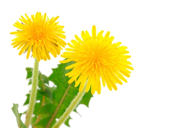 Dandelion Flowers Isolated