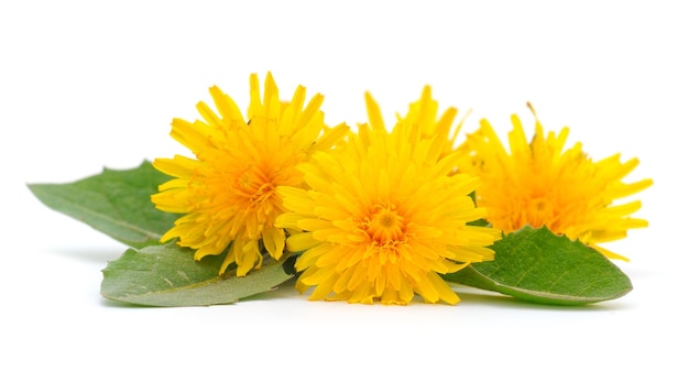 Photo dandelion flowers isolated